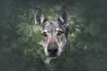 Картинка животные собаки собака