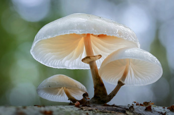 Картинка природа грибы грибная семейка