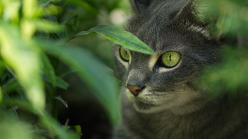 Картинка животные коты кот кошка