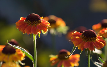 Картинка цветы гелениум оранжевые