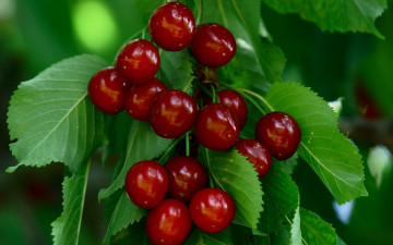 Картинка природа ягоды вишни