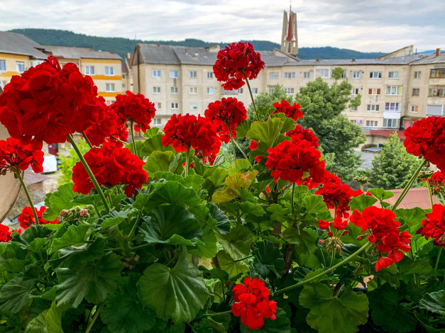 Обои картинки фото цветы, герань, алая