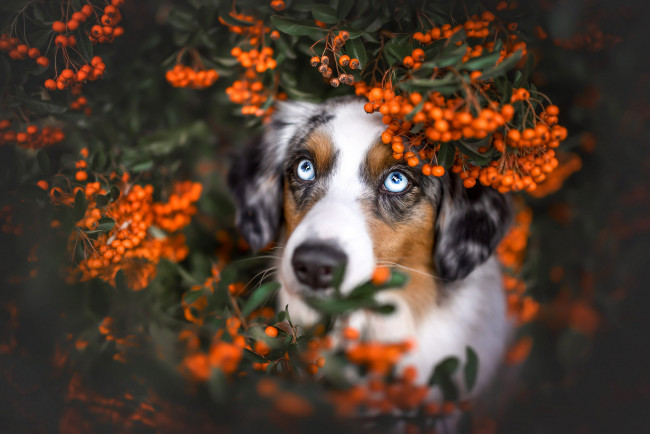 Обои картинки фото животные, собаки, собака