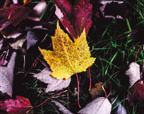 Картинка природа листья осень трава