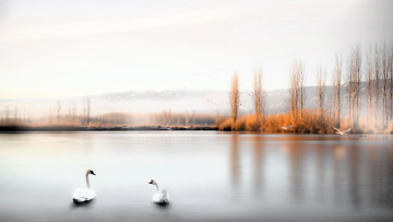 обоя разное, компьютерный дизайн, горы, лес, осень, озеро, лебеди