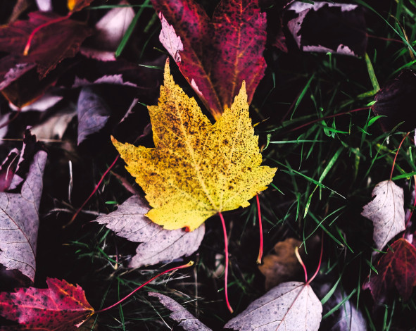 Обои картинки фото природа, листья, осень, трава