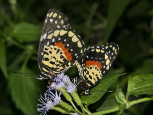 Картинка crimson patch chlosyne janais 02 животные бабочки