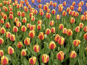 Картинка цветы тюльпаны