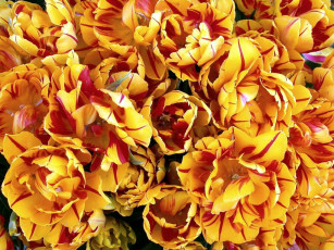 обоя цветы, тюльпаны