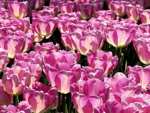 Картинка цветы тюльпаны