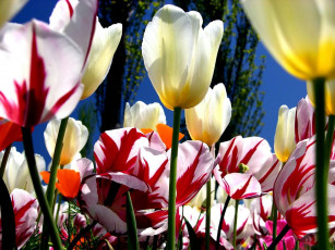 Картинка цветы тюльпаны