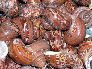Картинка shells разное ракушки кораллы декоративные spa камни