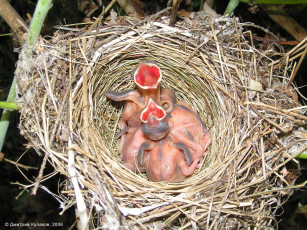 Картинка животные гнезда птиц