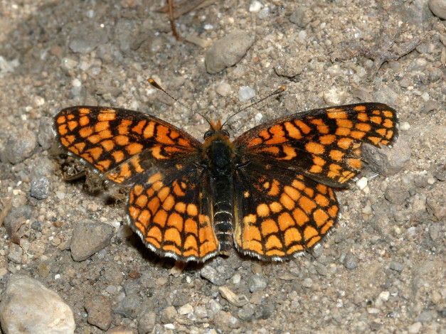 Обои картинки фото checkerspot, northern, up, sonora, pass, животные, бабочки