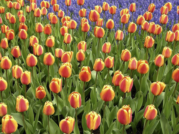 Обои картинки фото цветы, тюльпаны