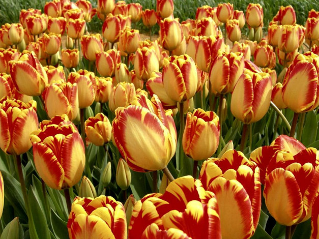 Обои картинки фото цветы, тюльпаны