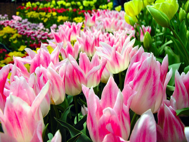 Обои картинки фото цветы, тюльпаны