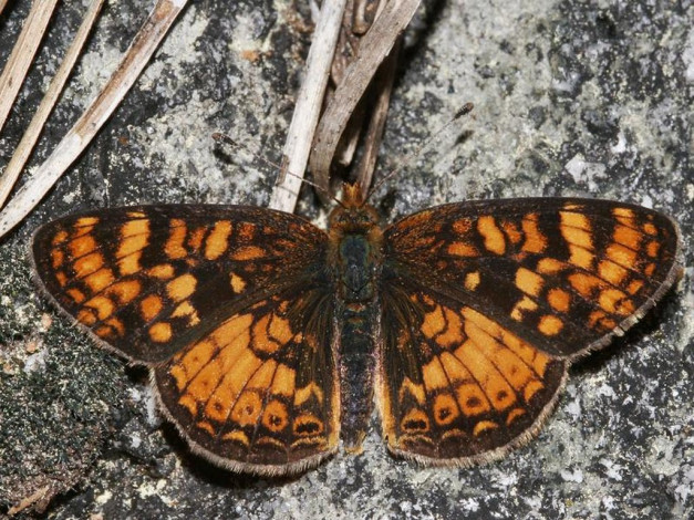 Обои картинки фото field, crescent, phyciodes, campestris, животные, бабочки