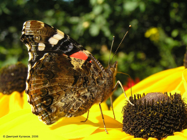 Обои картинки фото животные, бабочки