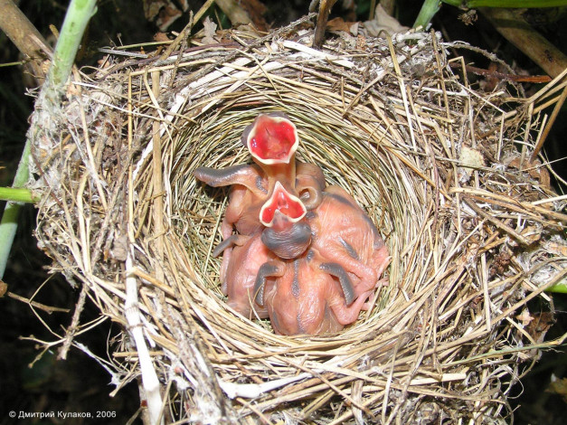 Обои картинки фото животные, гнезда, птиц