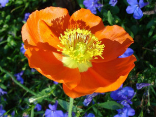 Картинка цветы маки