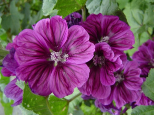 Картинка цветы мальвы