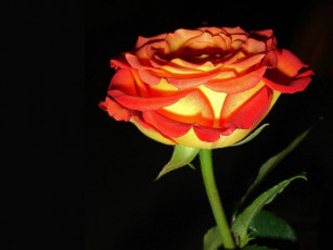 Картинка цветы розы