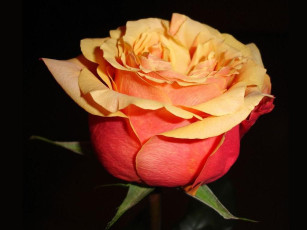 Картинка цветы розы