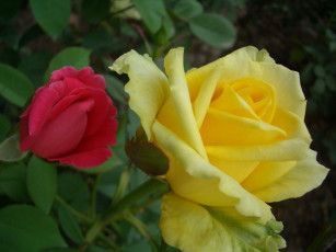 Картинка цветы розы