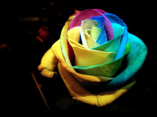 Картинка цветы розы