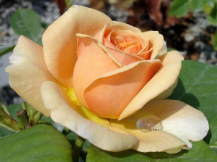 Картинка цветы розы