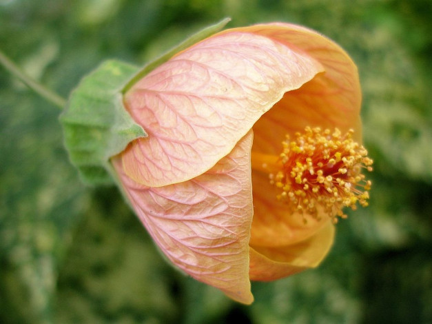 Обои картинки фото цветы, гибискусы