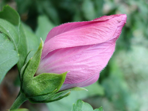 Обои картинки фото цветы, мальвы