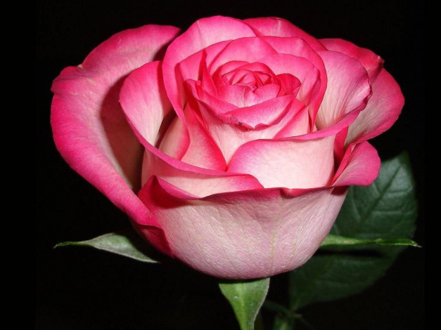 Обои картинки фото цветы, розы