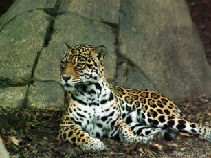 Картинка животные Ягуары