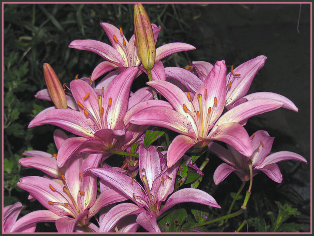 Обои картинки фото цветы, лилии, лилейники