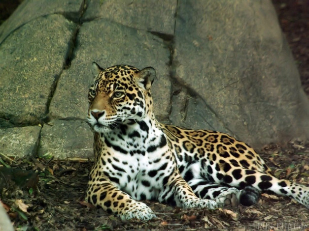 Обои картинки фото животные, Ягуары