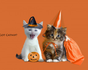 Картинка животные коты