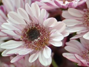 Картинка цветы хризантемы