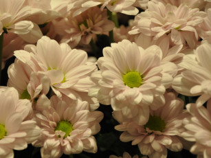 Картинка цветы хризантемы