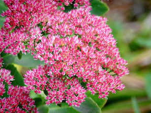 Картинка цветы каланхоэ