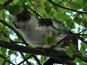 Картинка животные коты