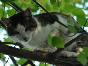 Картинка животные коты