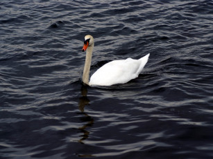 Картинка животные лебеди