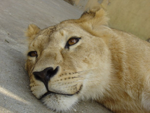 Картинка животные львы