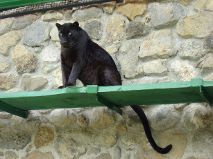 Картинка животные пантеры