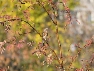 обоя животные, птицы