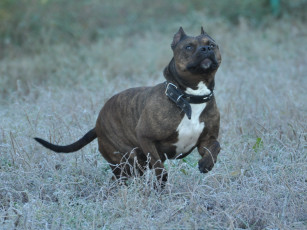 Картинка животные собаки