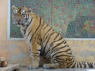 Картинка животные тигры