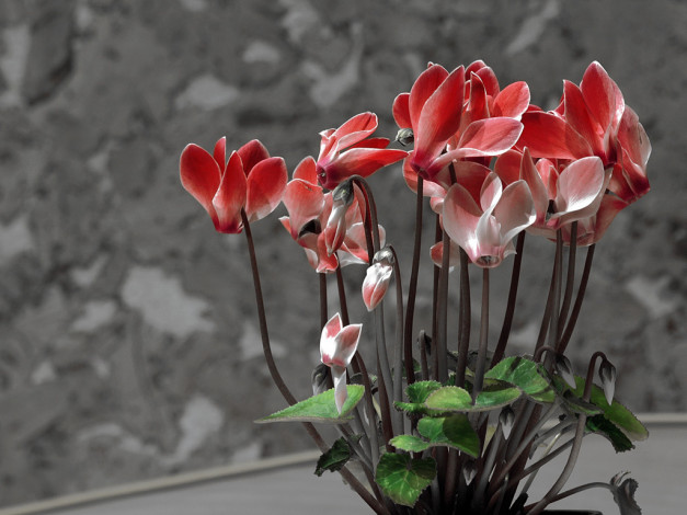 Обои картинки фото цветы, цикламены, цикламен